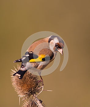 Goldfinch on Thistle plant