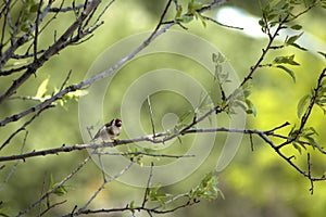 Goldfinch on tree