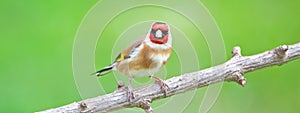 Goldfinch on tree branch