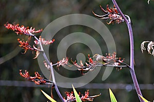 Goldfinch photo