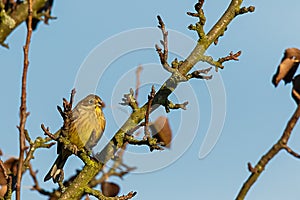 Goldfinch was flown to strengthen sunflower seeds