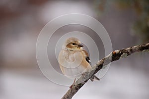 Goldfinch in Winter