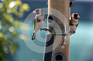 Goldfinches