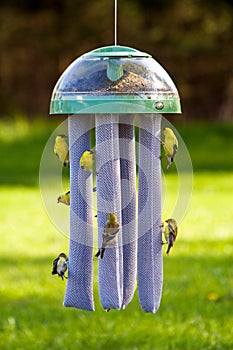 Goldfinches at bird feeder
