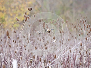 Goldfinches (Carduelis carduelis) on cardoons (Dipsacus) in autumn