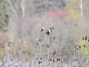 Goldfinches (Carduelis carduelis) sit on cardoons (Dipsacus) in autumn