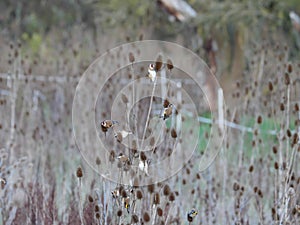 Goldfinches (Carduelis carduelis) sit on cardoons (Dipsacus) in autumn