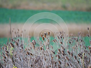 Goldfinches (Carduelis carduelis) sit on cardoons (Dipsacus) in autumn near Würzburg