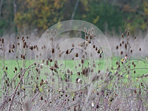 Goldfinches (Carduelis carduelis) siting on cardoons and picking out the seeds
