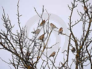 Goldfinches (Carduelis carduelis) sitting on a tree