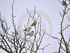 Goldfinches (Carduelis carduelis) sitting on a tree