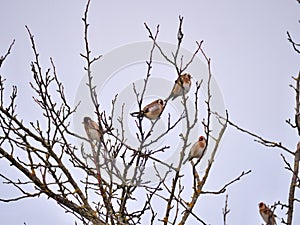 Goldfinches (Carduelis carduelis) sitting on a tree