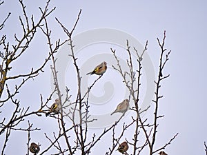 Goldfinches (Carduelis carduelis) sitting on a tree in autumn