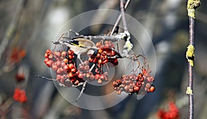 Goldfinches collecting and feasting on rowan berries