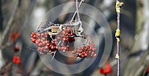 Goldfinches collecting and feasting on rowan berries