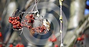 Goldfinches collecting and feasting on rowan berries