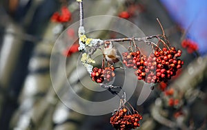 Goldfinches collecting and feasting on rowan berries