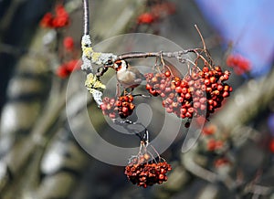 Goldfinches collecting and feasting on rowan berries