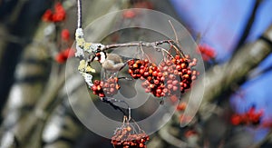 Goldfinches collecting and feasting on rowan berries