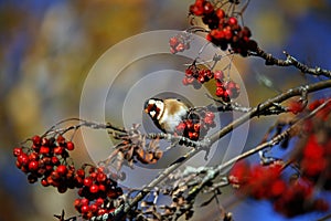 Goldfinches collecting and feasting on rowan berries