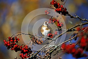Goldfinches collecting and feasting on rowan berries