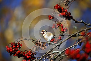 Goldfinches collecting and feasting on rowan berries