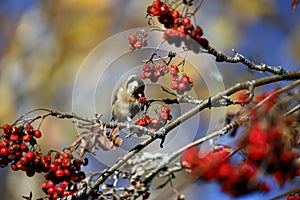 Goldfinches collecting and feasting on rowan berries