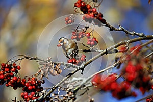 Goldfinches collecting and feasting on rowan berries