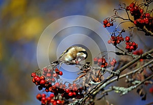 Goldfinches collecting and feasting on rowan berries