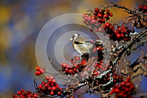 Goldfinches collecting and feasting on rowan berries