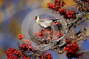 Goldfinches collecting and feasting on rowan berries