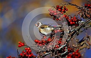 Goldfinches collecting and feasting on rowan berries