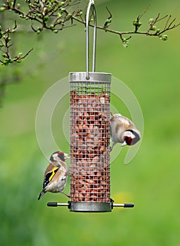 Goldfinches Feeding