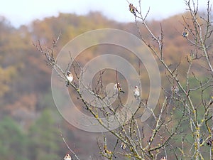 Goldfinches resting on a tree in autumn