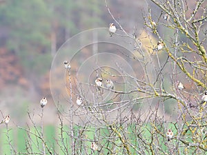 Goldfinches on a tree near Würzburg in autumn