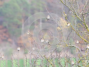 Goldfinches on a tree near Würzburg in autumn