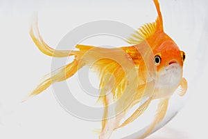 Goldfish. photo