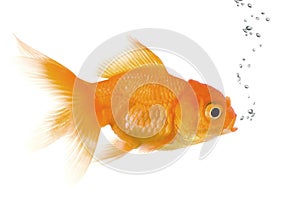 Goldfish photo