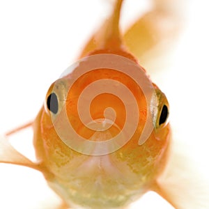 Goldfish photo