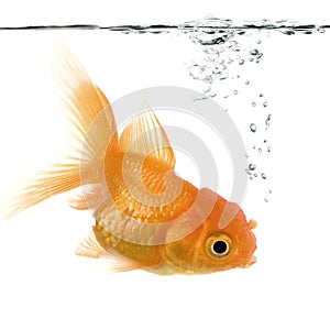 Goldfish photo