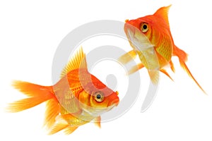 Goldfish photo