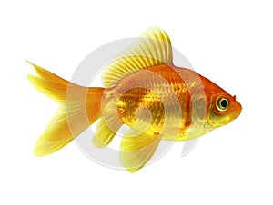 Goldfish photo