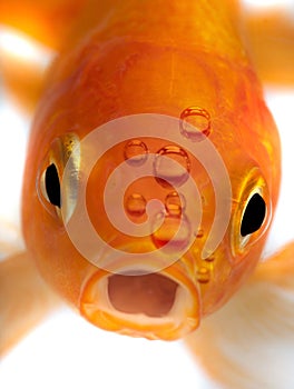 Goldfish