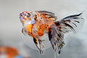 Goldfish