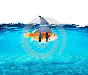 Goldfish acting as shark to terrorize the enemies. Concept of competition and bravery