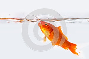 Goldfish with air bubble in glass fish tank