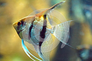 GoldFish in Aquarium