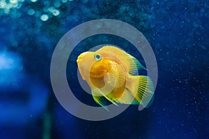Goldfish in the aquarium blue water