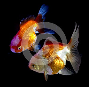 Goldfish in Aquarium.Fish and water are saturate colour with dis