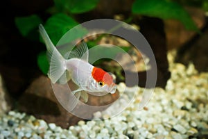 Goldfish in aquarium with green plants, snag and stones